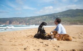 Vaccination recommendations for dogs living with wildlife exposure