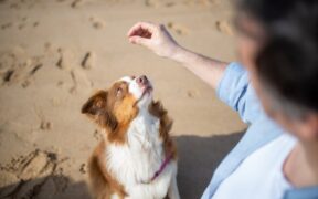 Using hand signals in basic dog training