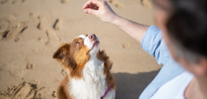 Using hand signals in basic dog training