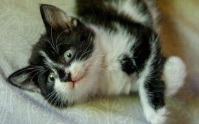 Cat small vomit spots around home digestive sign