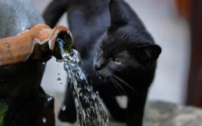 Cat bringing up water shortly after drinking symptom