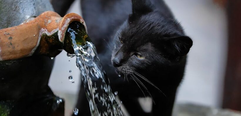 Cat bringing up water shortly after drinking symptom