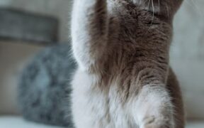 Cat hives raised bumps signs and possible triggers