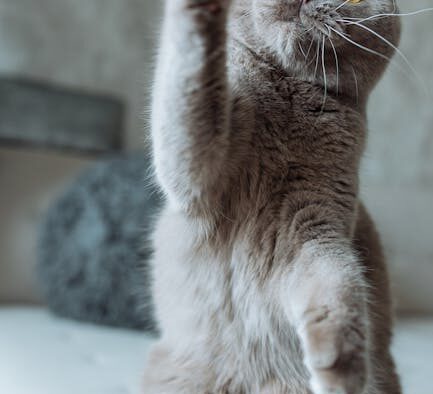 Cat hives raised bumps signs and possible triggers