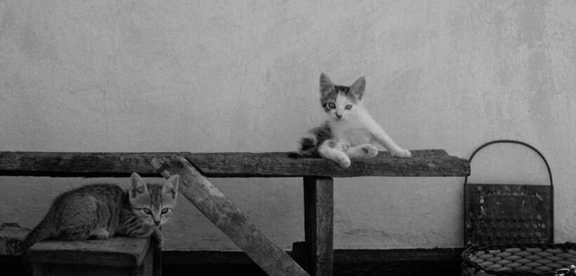 Soft stool in cats symptoms and what owners should watch for