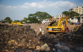 Environmental cleaning after a flea infestation in cats
