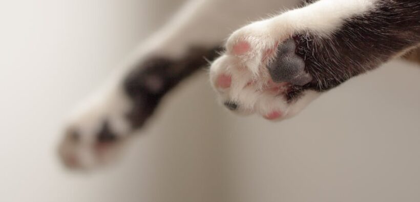 Cat gulping and swallowing hard - signs of esophageal or digestive disorder in cats