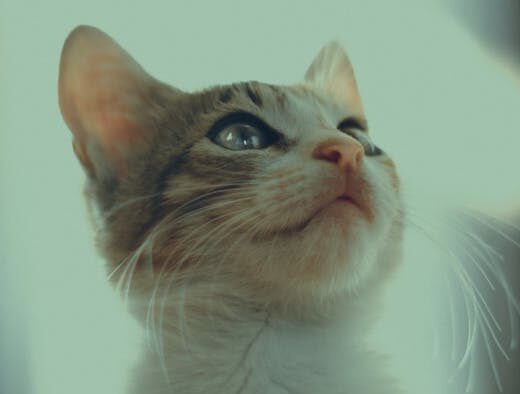 Supplements for noise sensitive cats