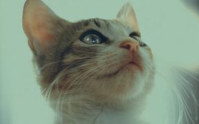 Vaccination comfort strategies for sensitive cats