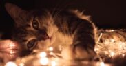 Cat seizures at night reasons and urgent evaluation