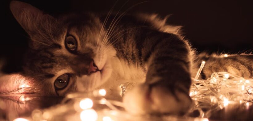 Pet breathing loud at night