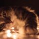 Cat seizures at night reasons and urgent evaluation