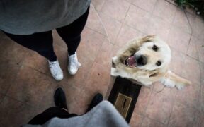 Dogs reacting at the doorstep