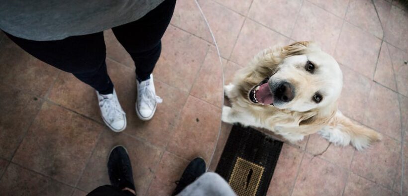 Dogs reacting at the doorstep