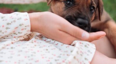 Curated visual reference: Dog Vomiting After Eating Grass Digestive Pattern Photo Inspiration