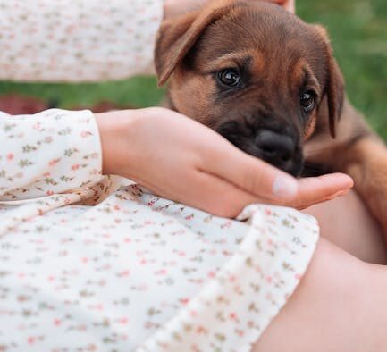 Dog eating grass frequently digestive discomfort signs