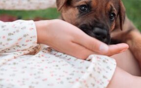 Dog eating grass and vomiting digestive symptom