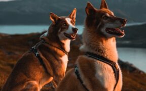 Dogs circling then snapping lightly