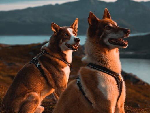 Dogs circling then snapping lightly