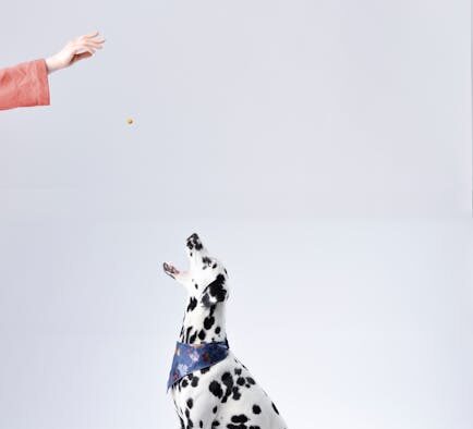 Feeding guide for motion sickness dogs