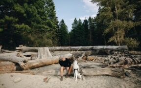 Dog strange breathing sounds causes and evaluation