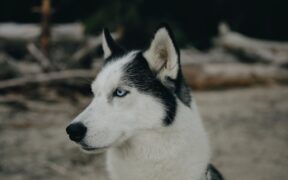 Strong bladder contractions pets