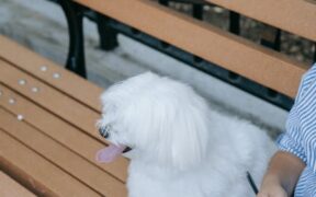 Dog digestive upset after visiting dog park symptoms