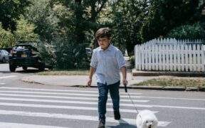 Backyard safety for dogs preventing escapes and hazards