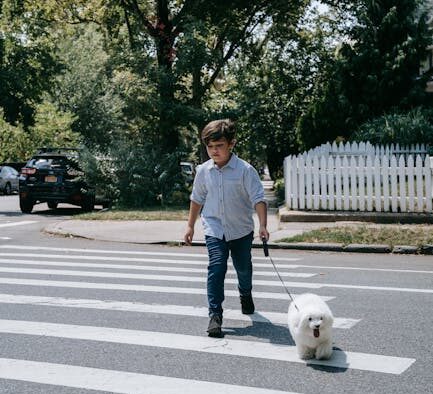 Backyard safety for dogs preventing escapes and hazards