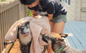 Drying Considerations for Dogs