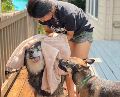 Drying Considerations for Dogs