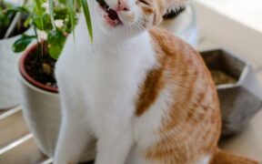 Pet dental care and chewing habits