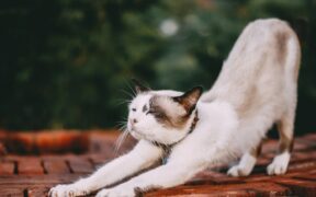 Cat stretching forward often with digestive upset