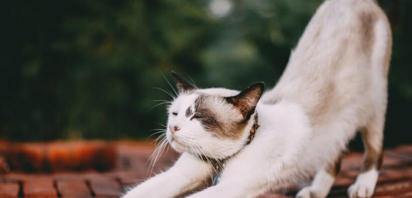 Cat stretching forward often with digestive upset