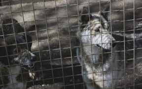 Preventing behavioral problems through enrichment for dogs