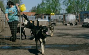 Basic training for dogs adopted from shelters