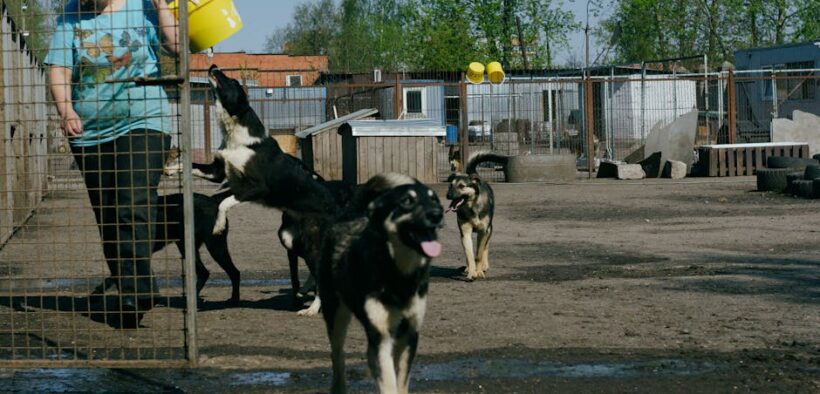 Basic training for dogs adopted from shelters