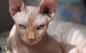 Feeding guide for hairless cats