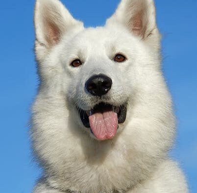 Dog fur loss around collar symptoms and reasons