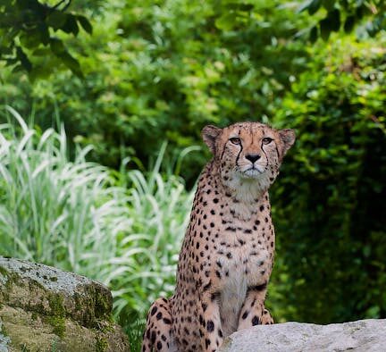 What causes sudden hot spots in cats