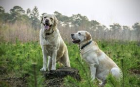 Can parasite medication cause ear twitching in dogs