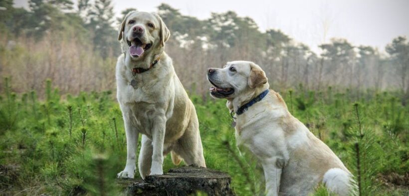 Can parasite medication cause ear twitching in dogs