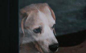 How quickly pet pain should be evaluated