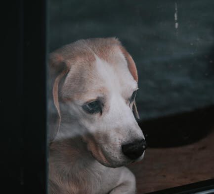 How to recognize pain in dogs