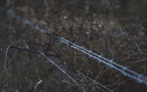 Why vets limit unnecessary prescriptions