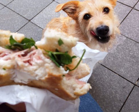 Can my dog have skin changes with appetite loss