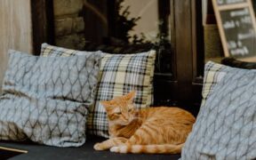 Why does my cat get rashes after outdoor time