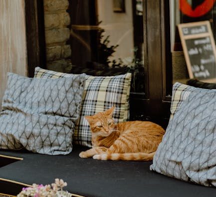 Why does my cat get rashes after outdoor time