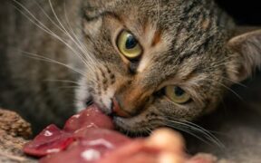 Changes in appetite linked to pain in pets