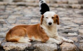 Can my dog have oily skin problems